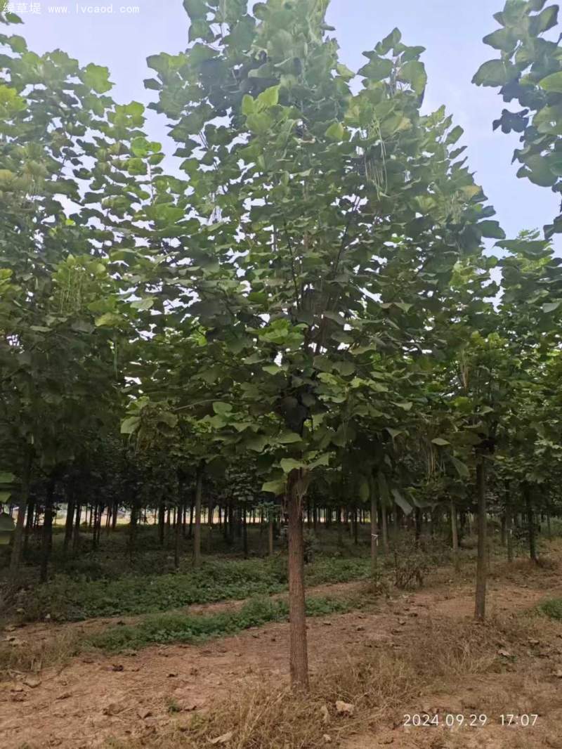 梓樹