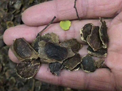 黃花梨種子