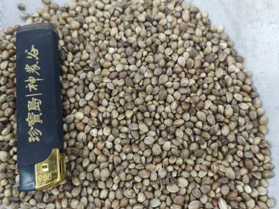 火麻仁