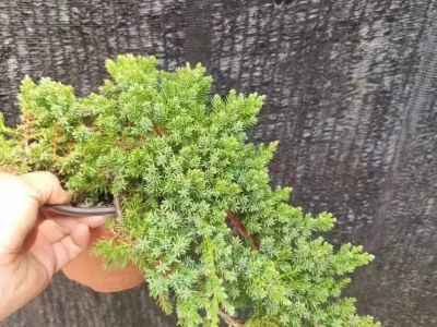 珍珠柏