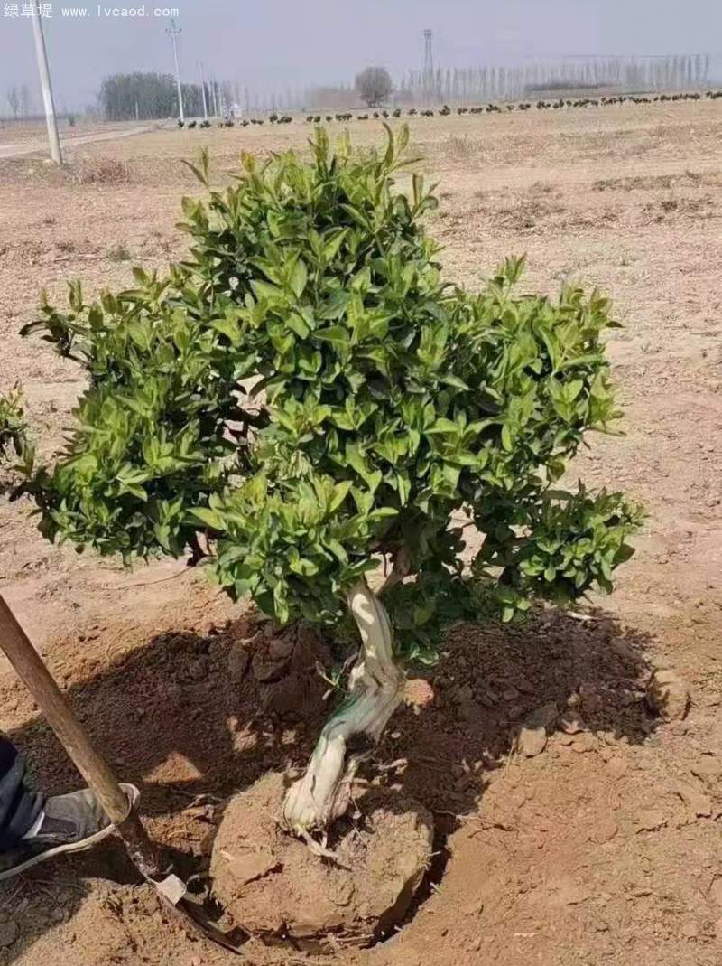 金銀花樹老樁