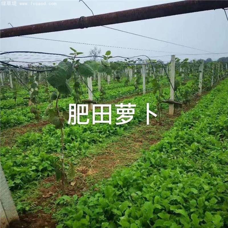 肥田蘿卜在果園中的應用 肥田蘿卜在果園中的應用