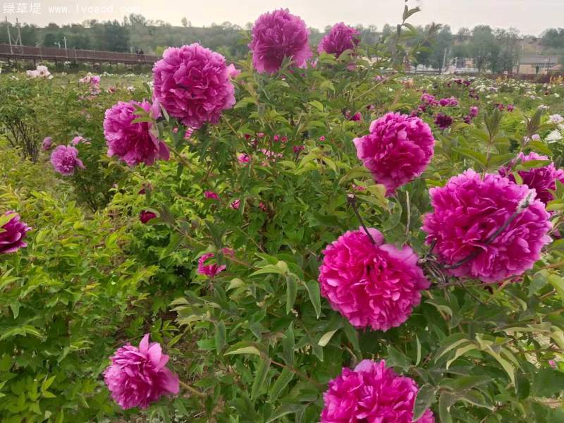 牡丹花