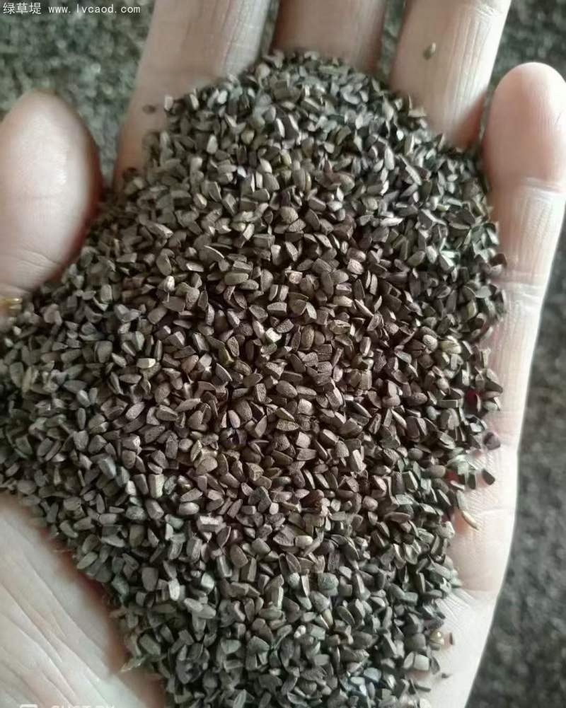 益母草種子
