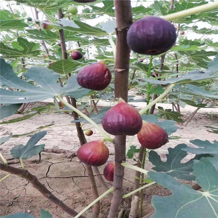 無花果樹苗