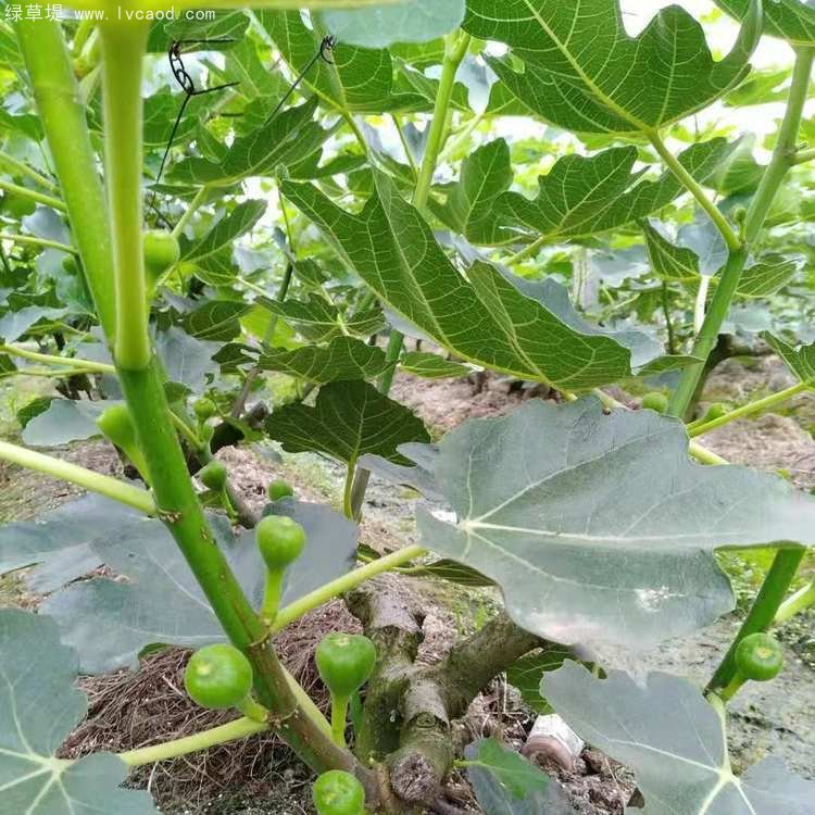 無花果樹苗