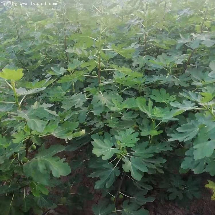 無花果樹苗