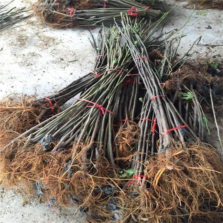 無花果樹苗
