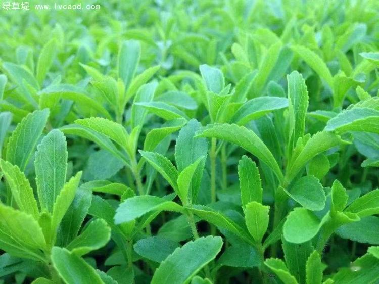 甜葉菊生長狀態(tài)
