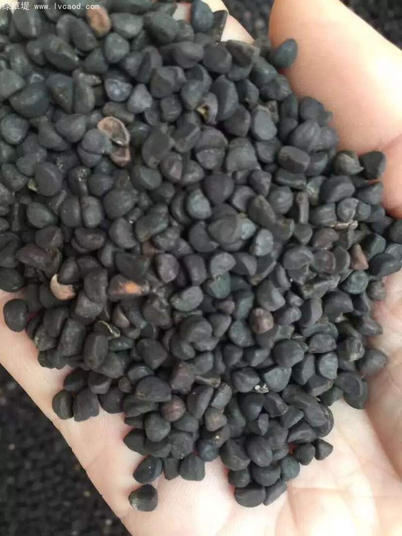 喇叭花種子