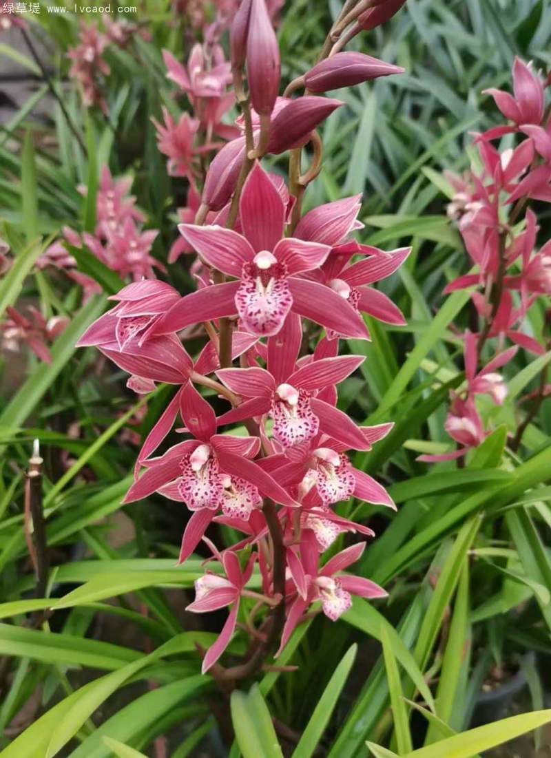 蘭花