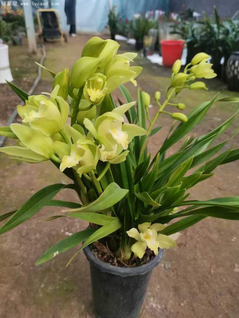 蘭花