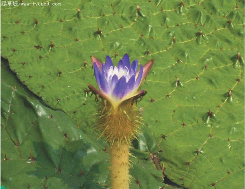 芡實(shí)花苞