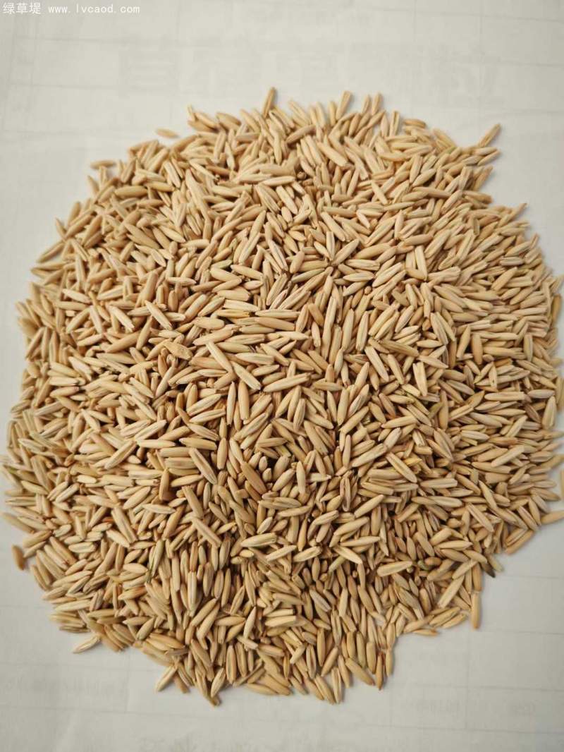 燕麥種子