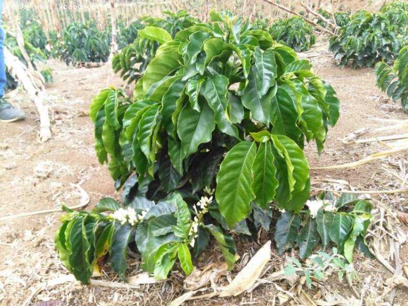 咖啡植株