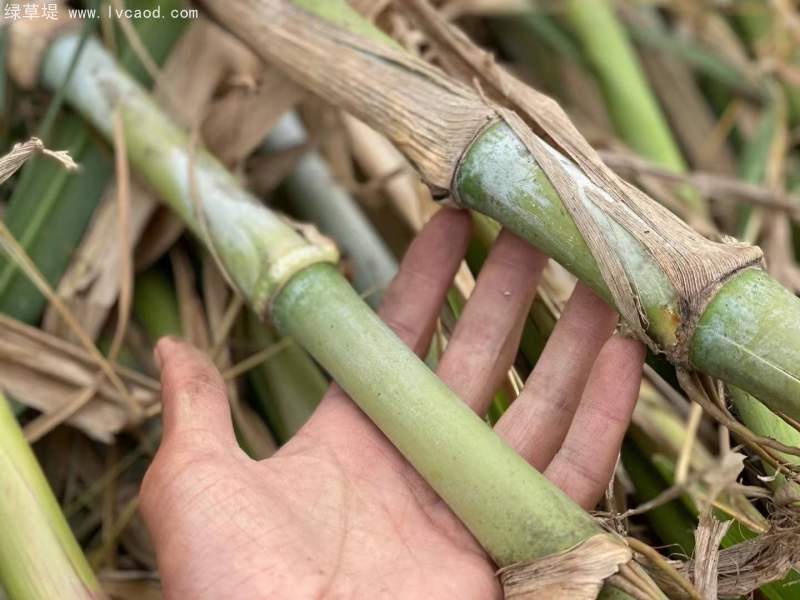 巨菌草種節(jié)