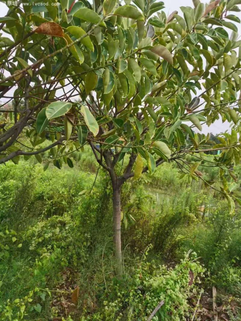 橡膠樹