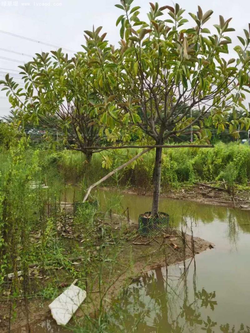 橡膠樹