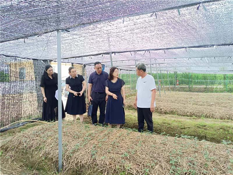 西洋參育苗