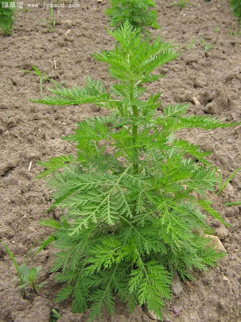 青蒿植株