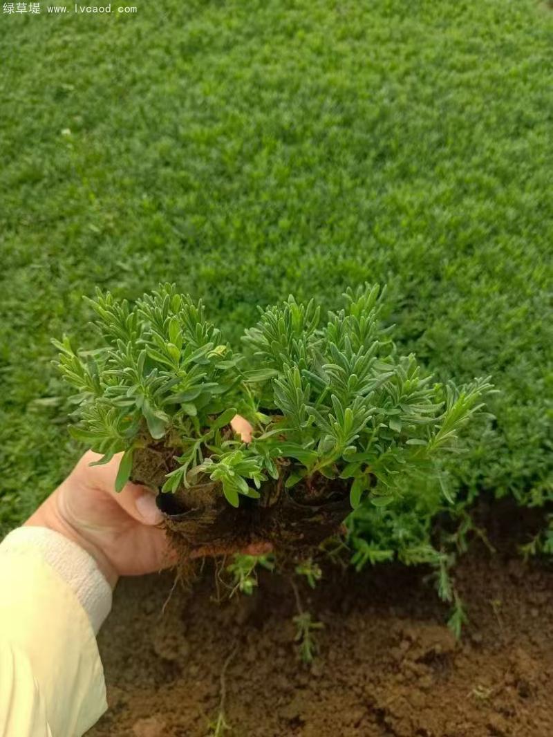 薰衣草盆栽