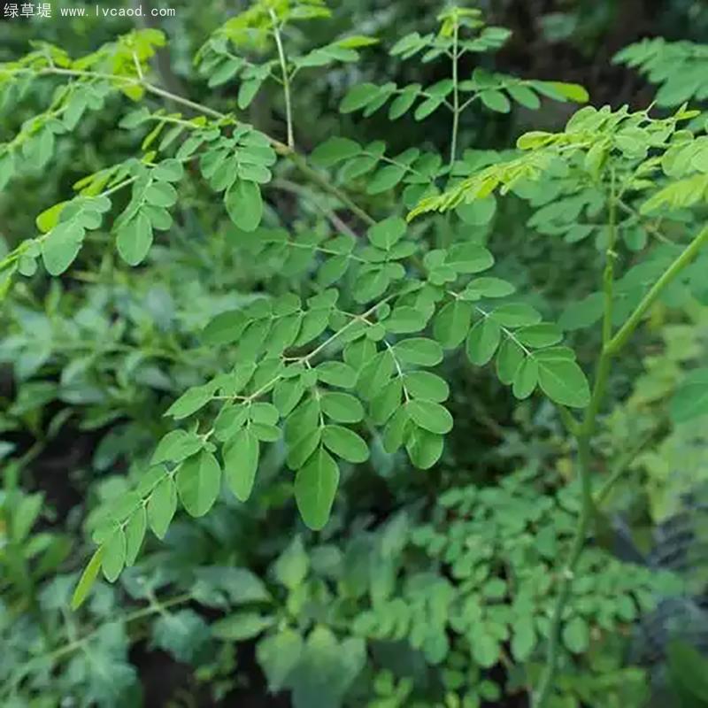 辣木樹(shù)葉