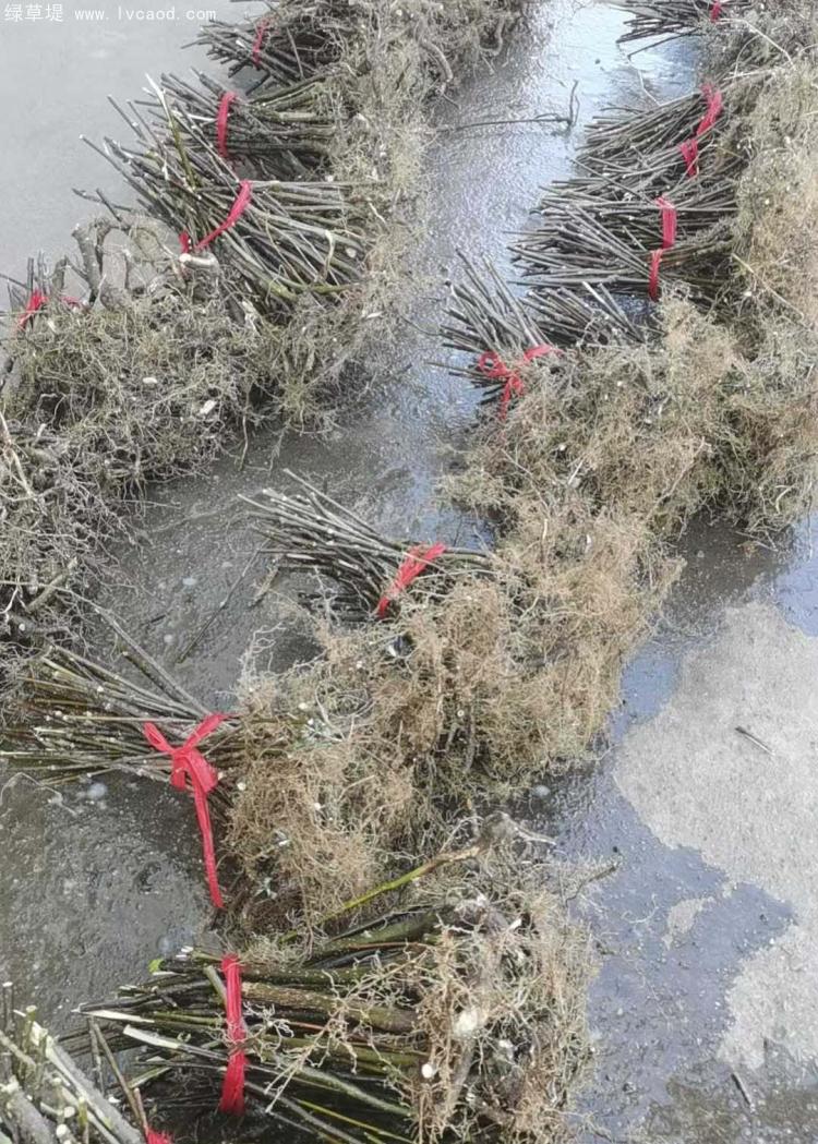 吳茱萸樹苗