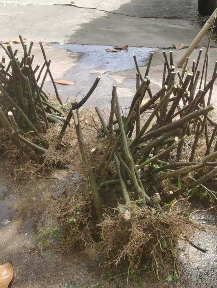 吳茱萸樹苗