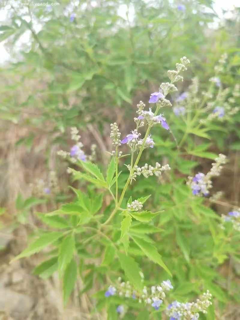 荊條葉子花朵