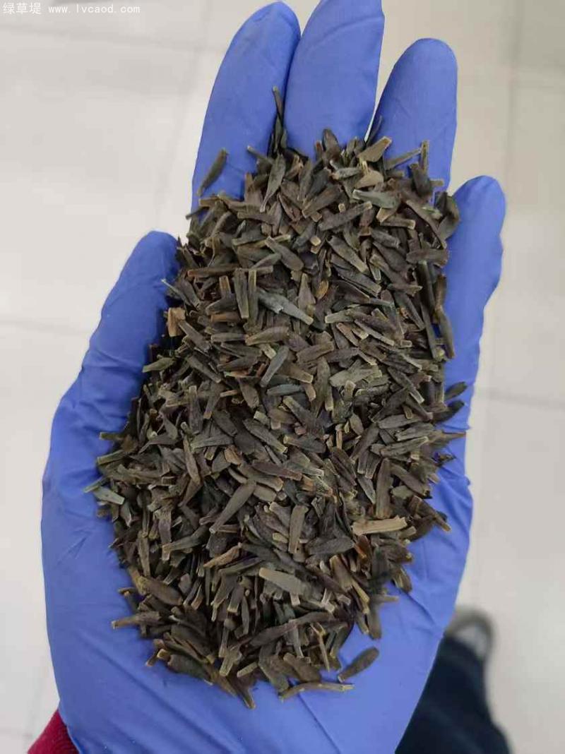 小麗花種子