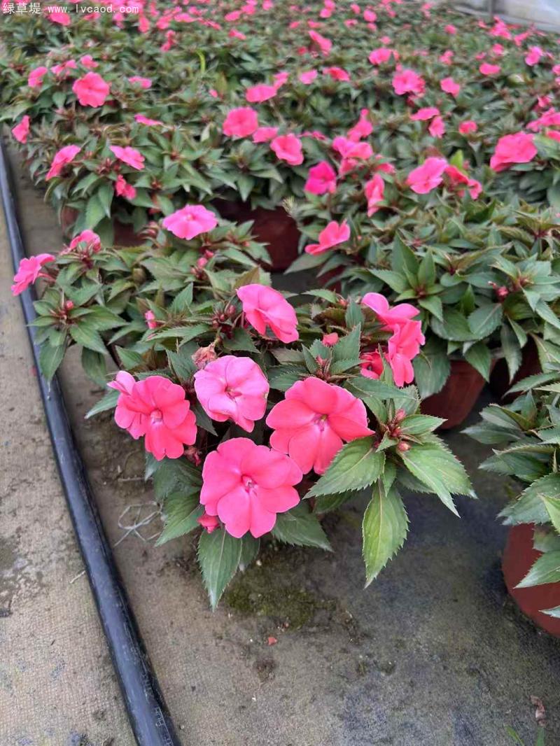 鳳仙花盆栽