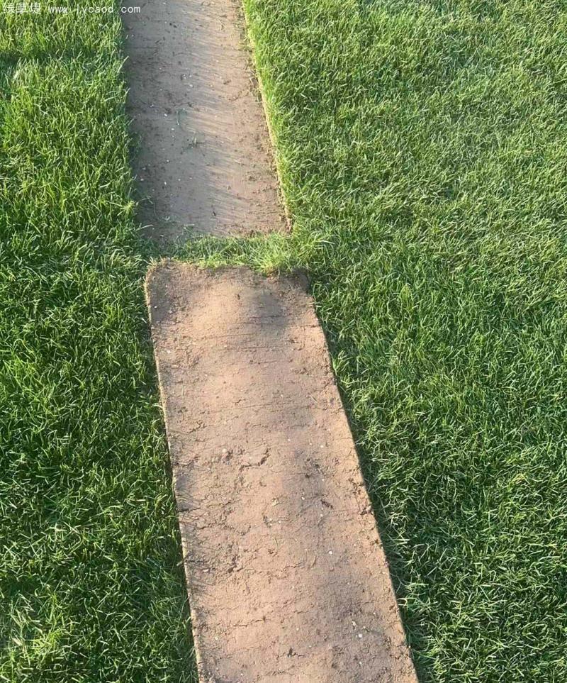 早熟禾草坪