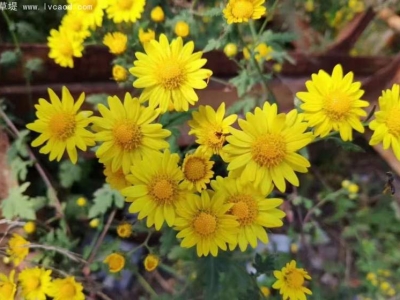 野菊花