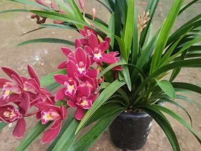 蘭花