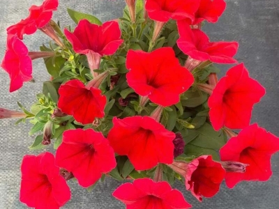 牽牛花盆栽