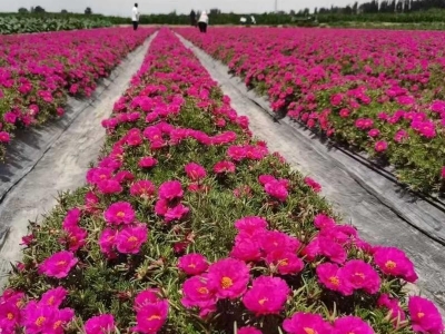 太陽花